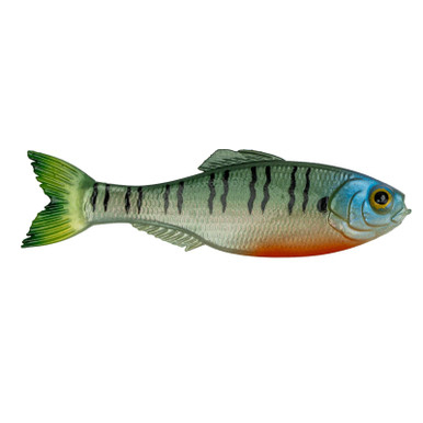 6th Sense Panorama 5 4K Bluegill