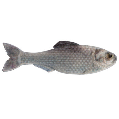 6th Sense Panorama Softbait 3.5" Live Shad
